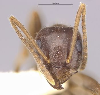 Media type: image;   Entomology 30111 Aspect: hefa